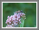 CWHP - Fotogalerie