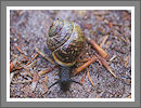 CWHP - Fotogalerie