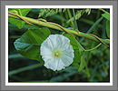 CWHP - Fotogalerie