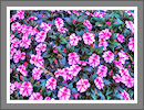 CWHP - Fotogalerie