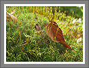CWHP - Fotogalerie